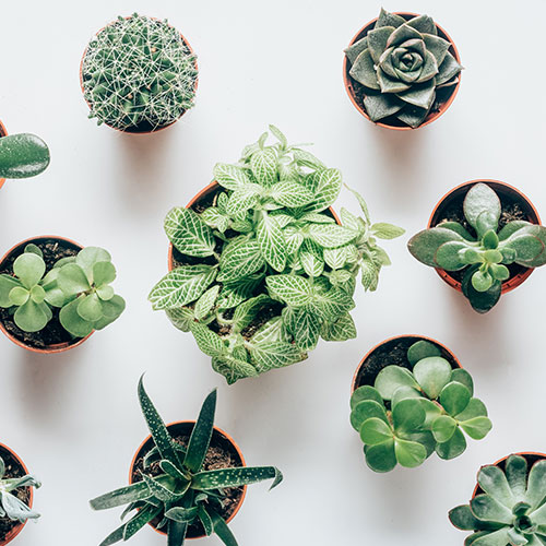 Succulent Plants