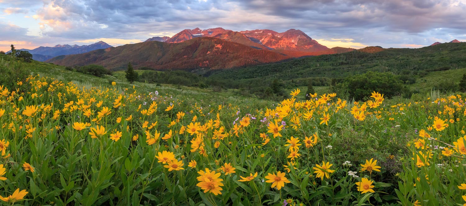 Sunset with yellow flower field and mountains in the distance