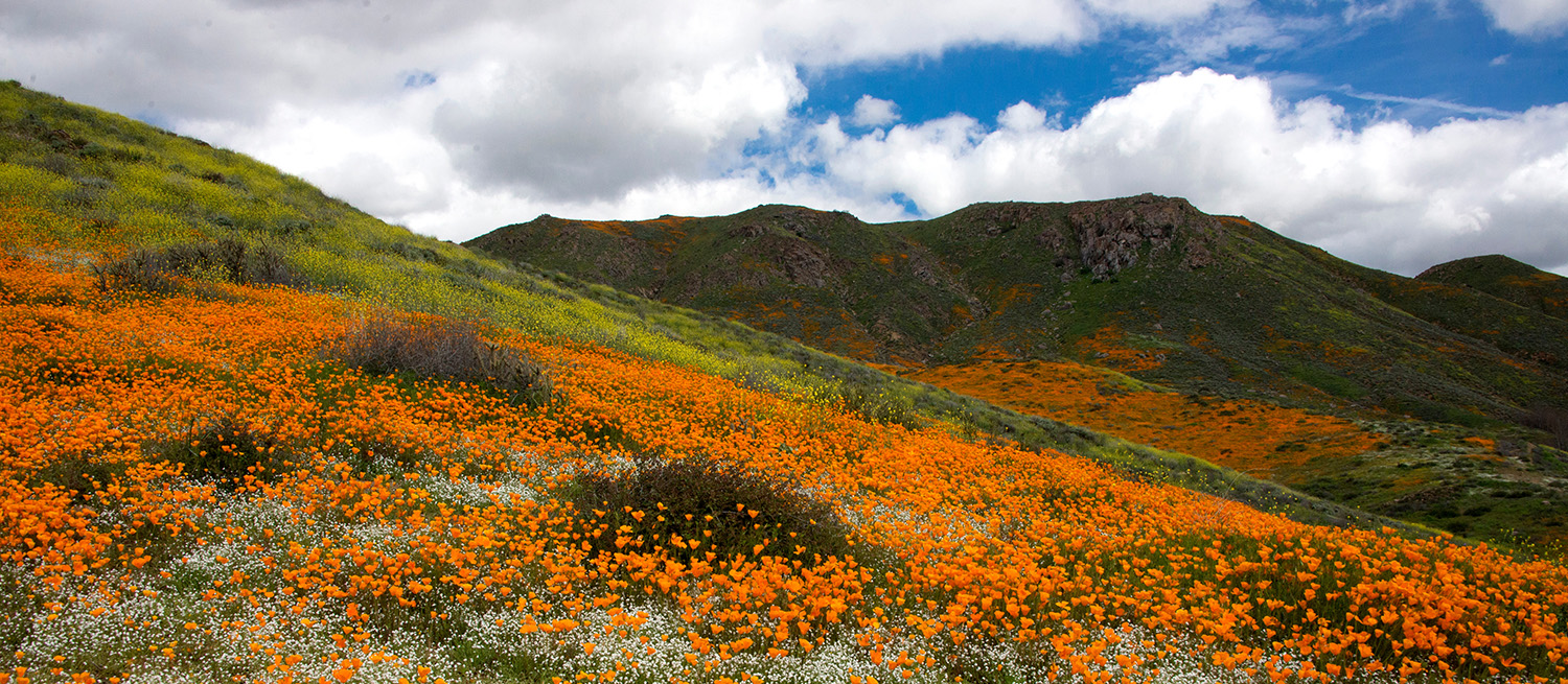 A field of California poppies on a hillside.