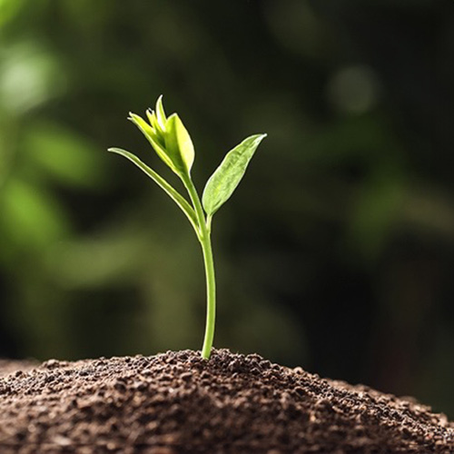 A newly sprouting plant.