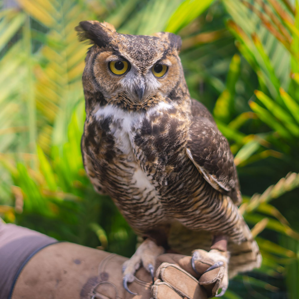 Owl sitting on handler's arm