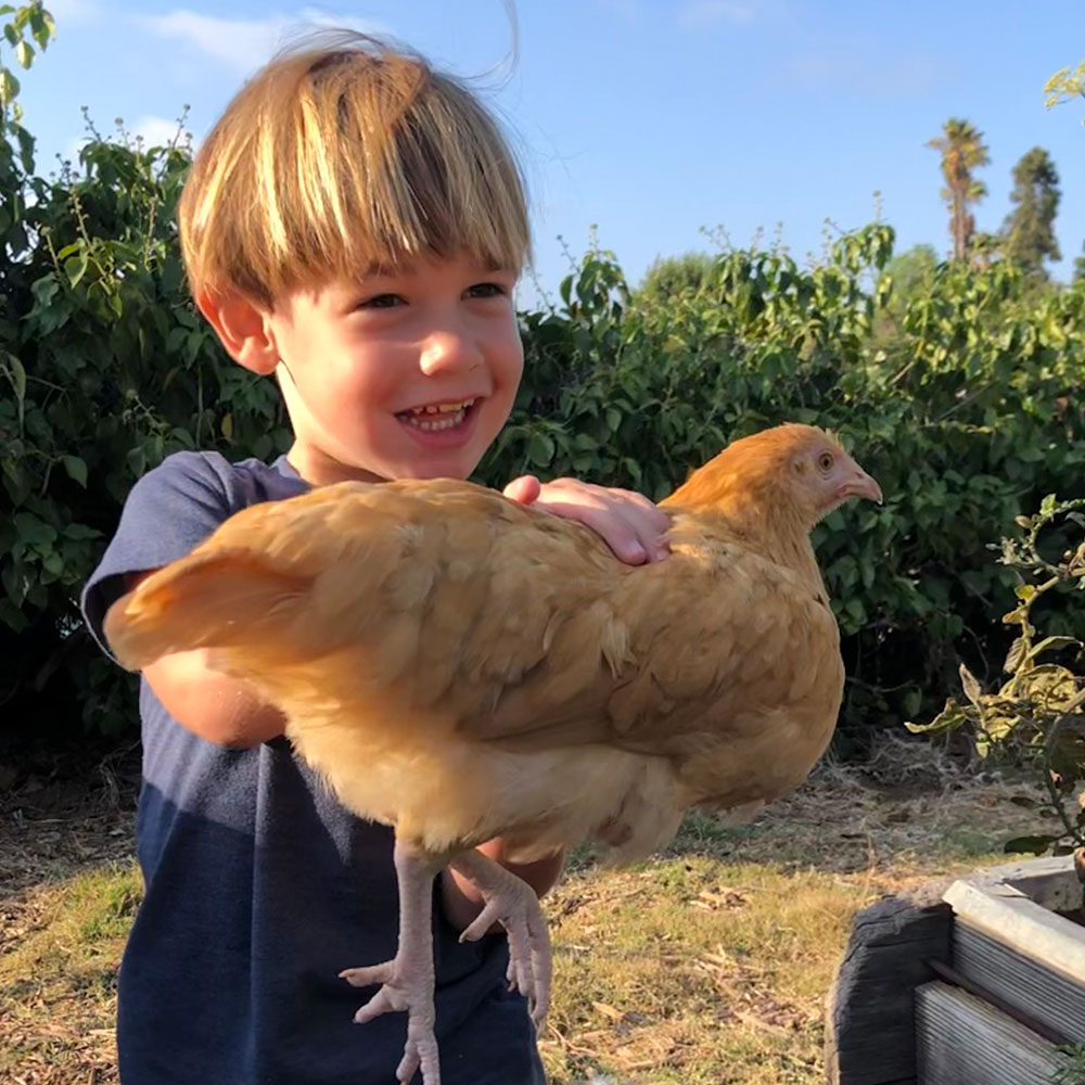 Child with a chicken