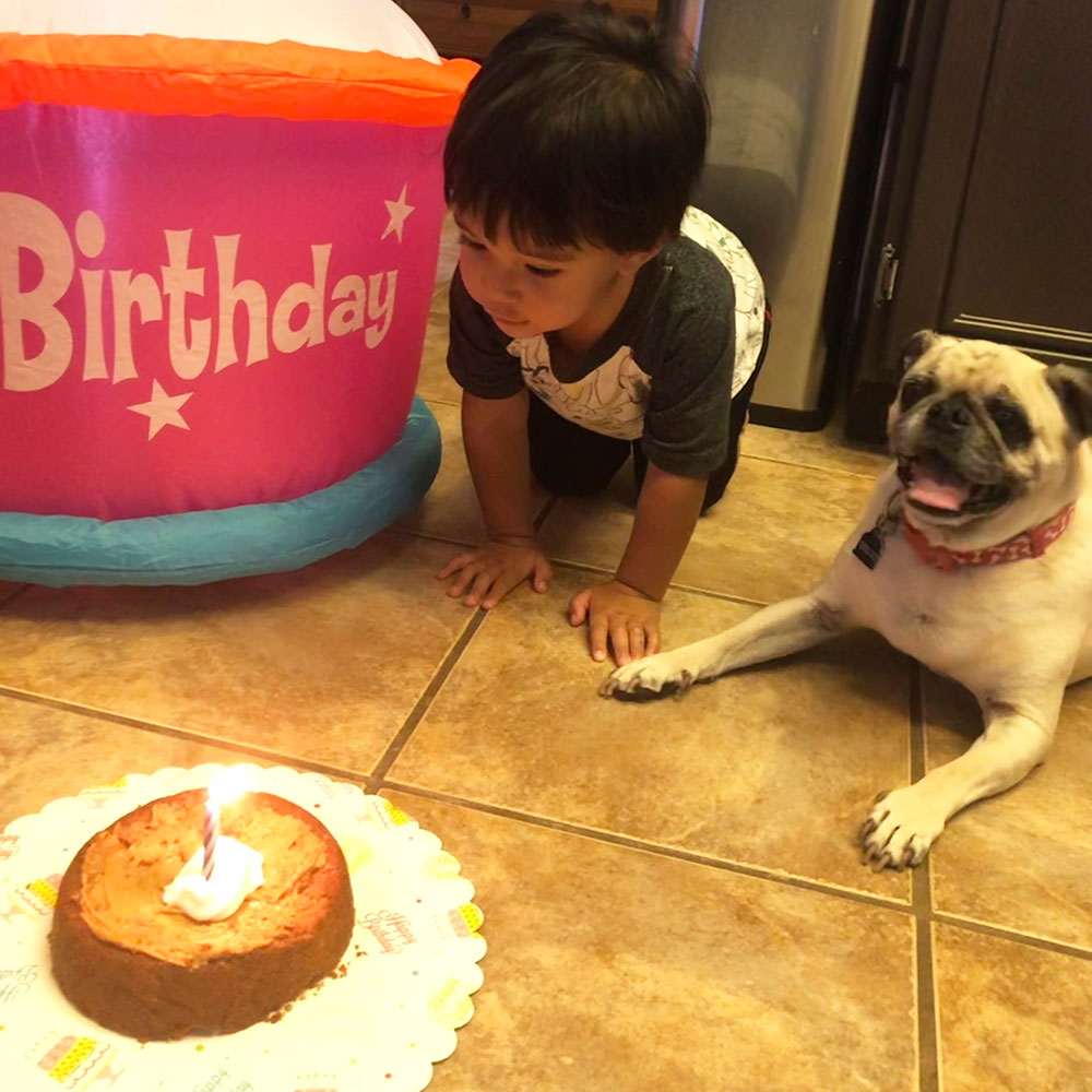 Little boy and dog with birthday cake