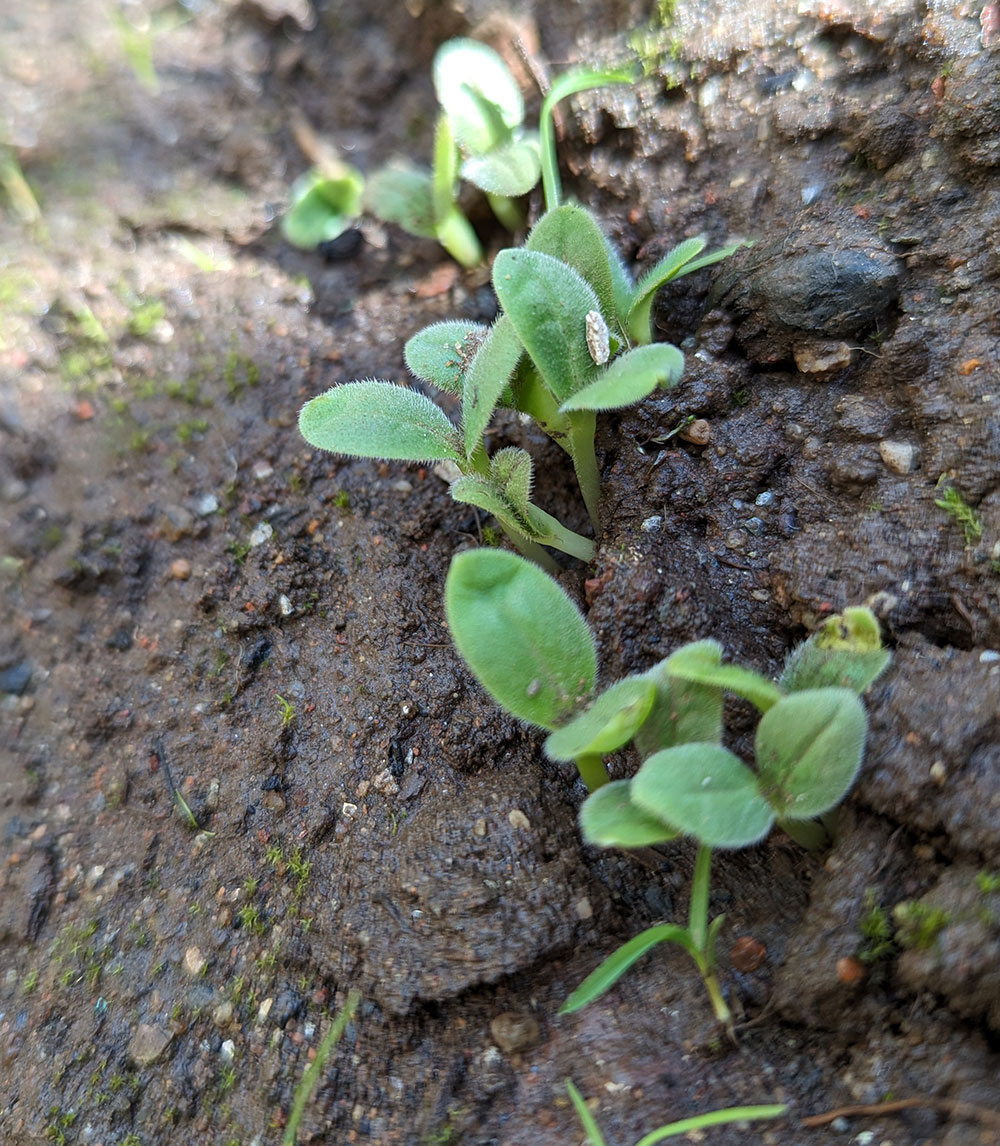 Native plant seedlings?2024-04-25