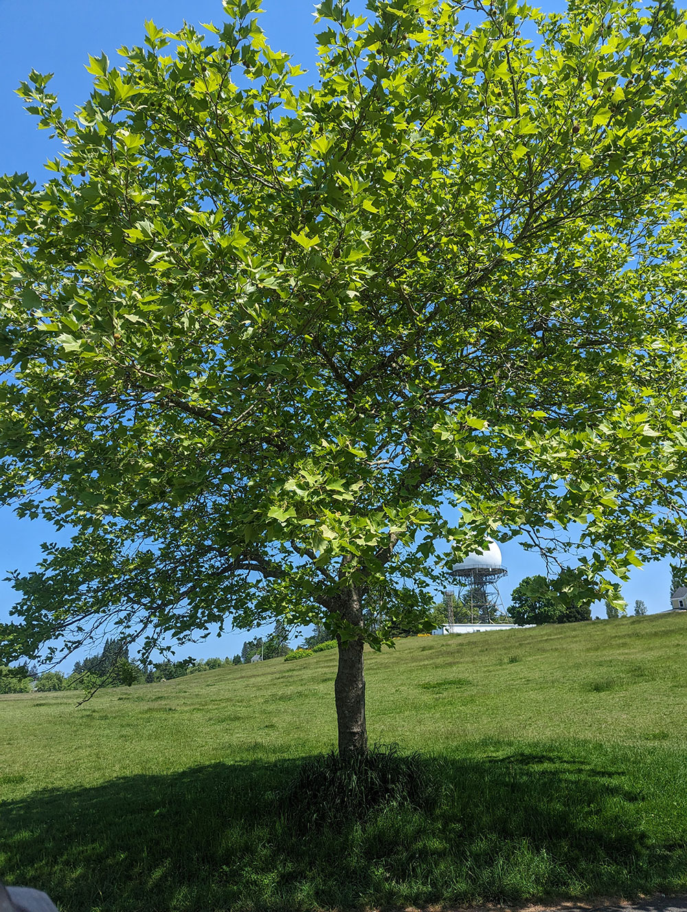 Tree on a grassy hill?2024-02-25