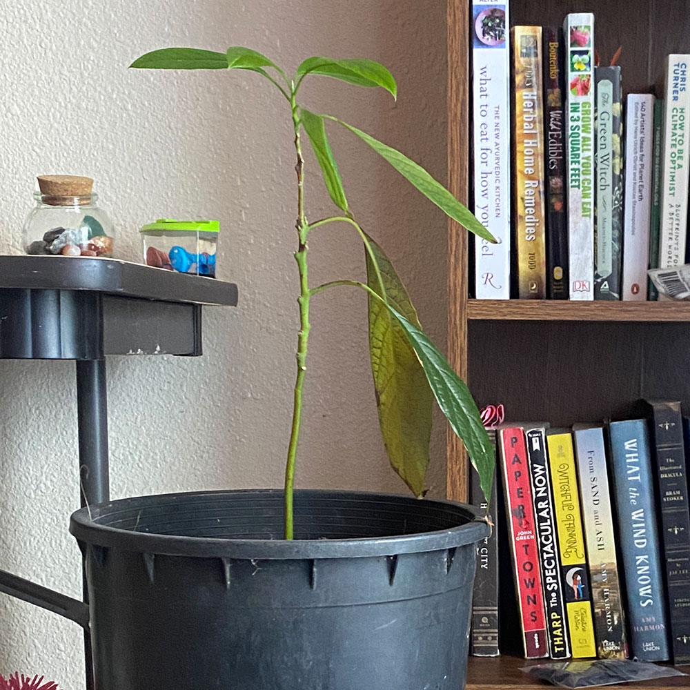 Plant from a avocado pits