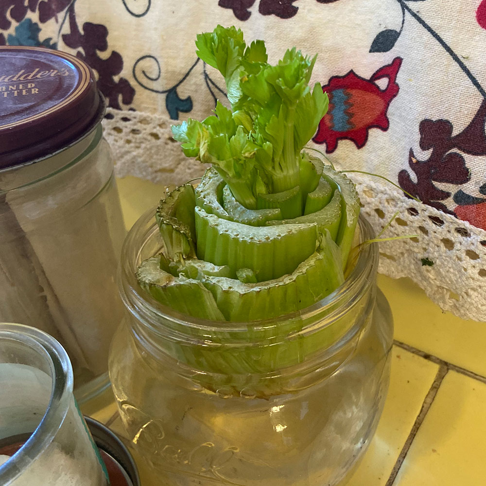 Celery growing in a jar