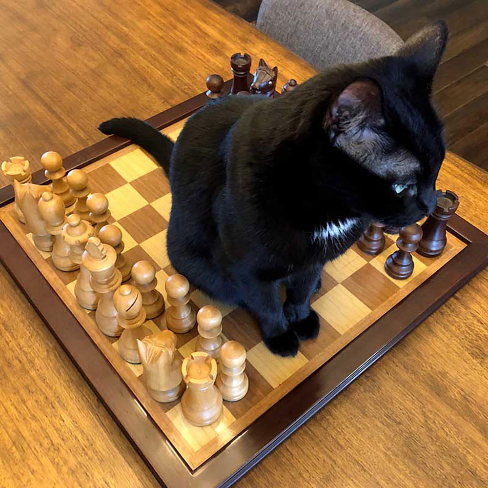 Cat on a chess board