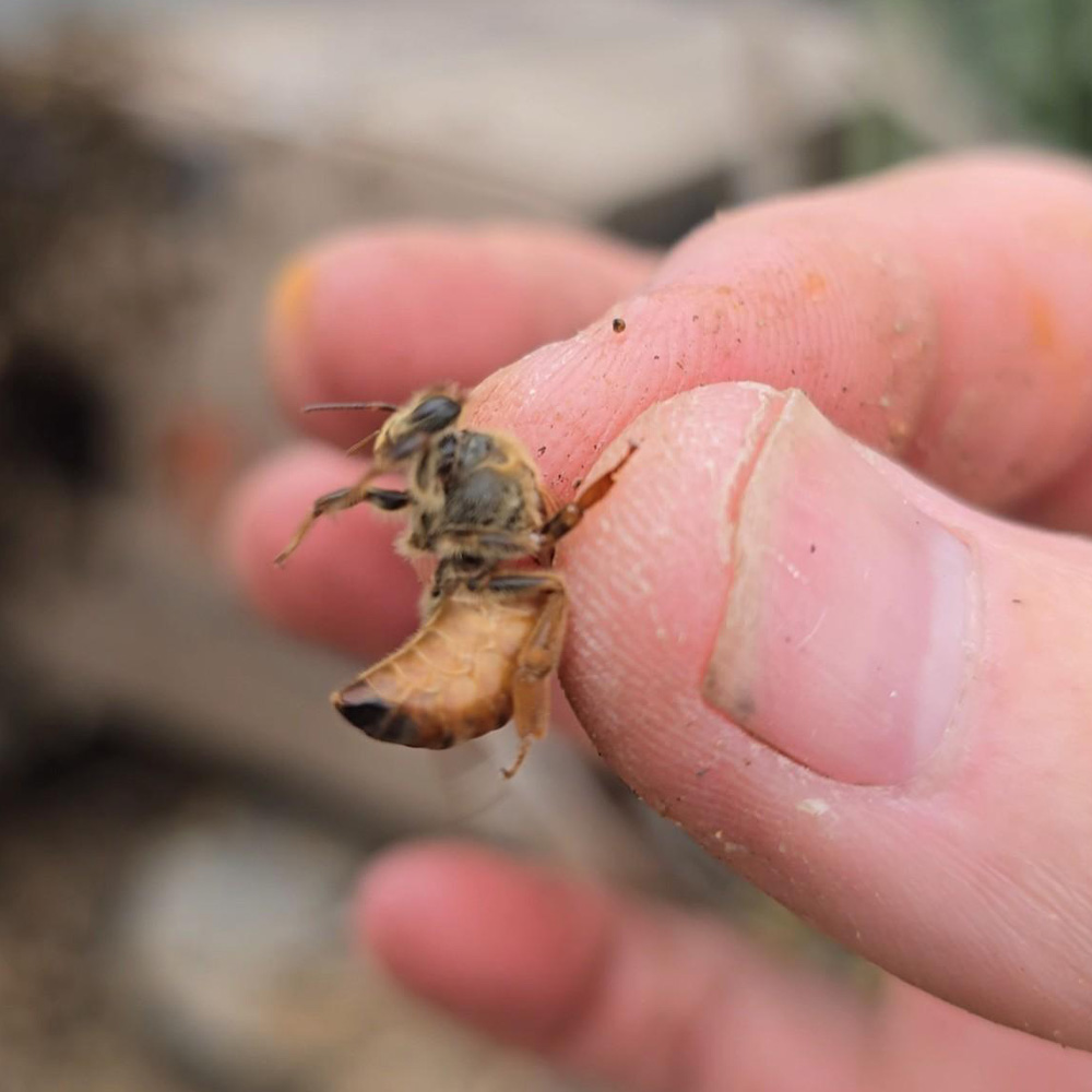 A honeybee being relocated along with their hive.