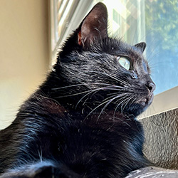 Jiji, Mike's Bombay cat, looking out a window.