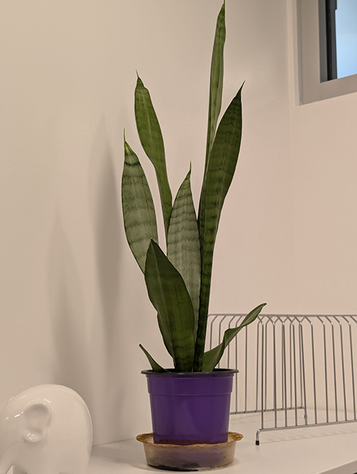 Snake Plant