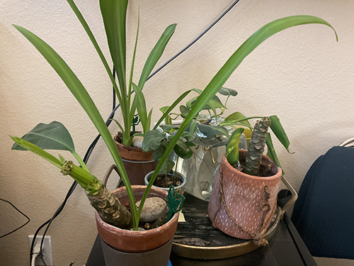 Various plants growing on a shelf