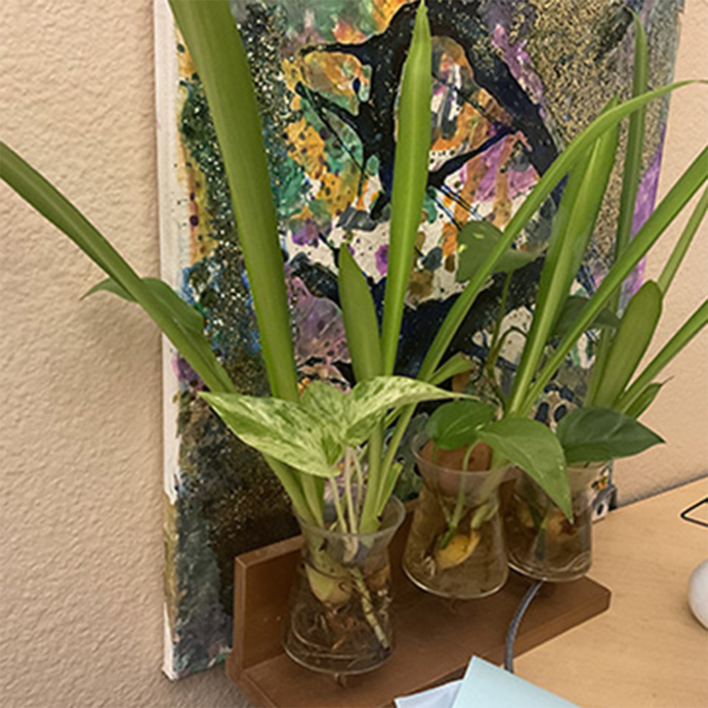 Plants sitting on a bookshelf.