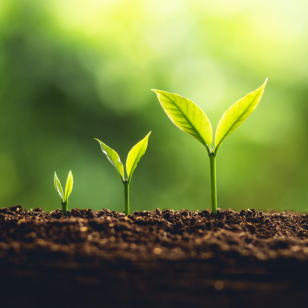 A series of plants in various stages of growth.