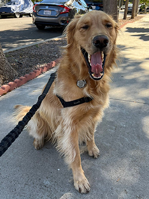 Finn, a Golden Retriever