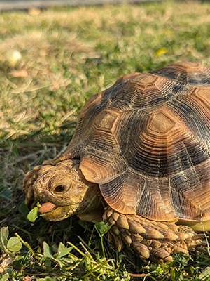 Rolling Stoney, an African Sulcata Tortoise