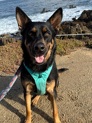 Jax, an Australian Kelpie Rottweiler mix