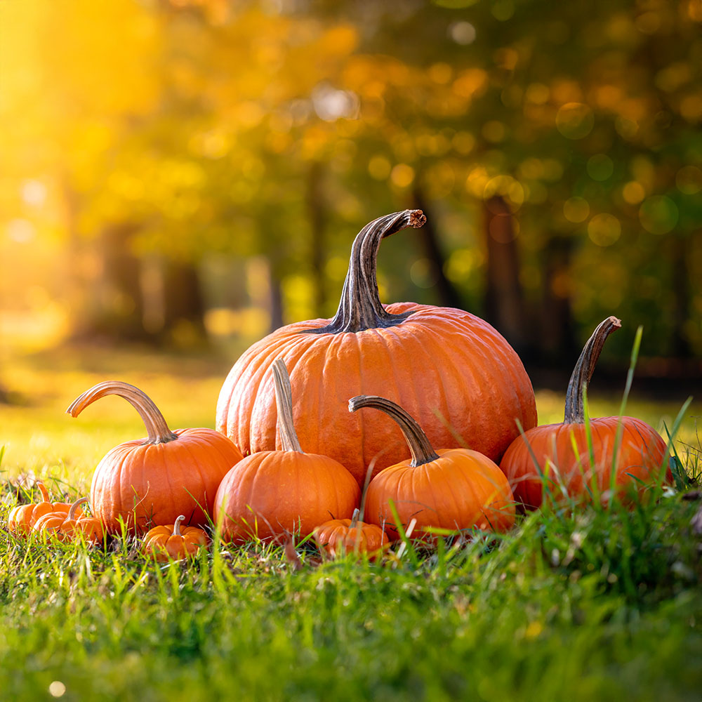 A group of pumpkins.