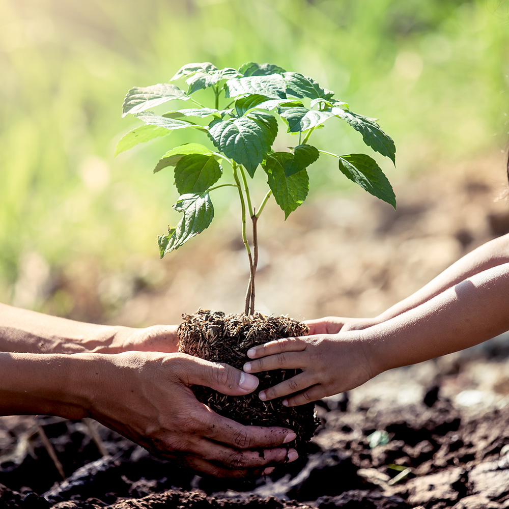A young girl and her father plant a sapling.